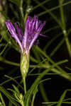 Narrowleaf ironweed 